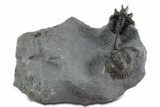Devil Horned Cyphaspis Trilobite with Scabriscutellum #350510-1